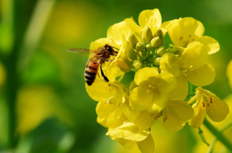 截止3月18日云南、四川、湖北、安徽地區油菜蜜產情情況匯總