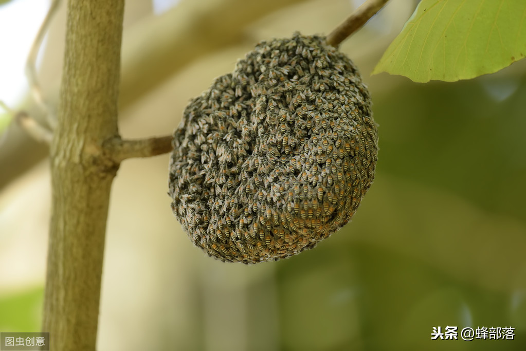 什么時候放誘蜂箱合適？3個關(guān)鍵時期，把握好，又是一個大豐收