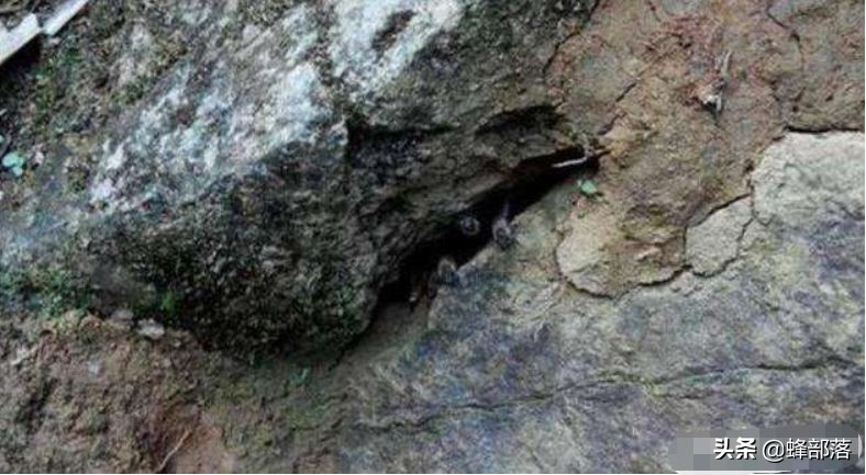 深洞中的土蜂蜜怎么取？農(nóng)村人的土辦法，不挖不撬一網(wǎng)打盡