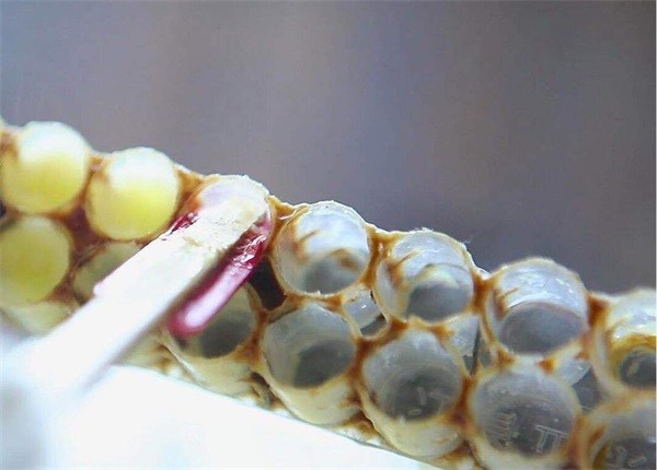 冷凍后的蜂王漿很硬，蜂王漿凍了怎么吃？