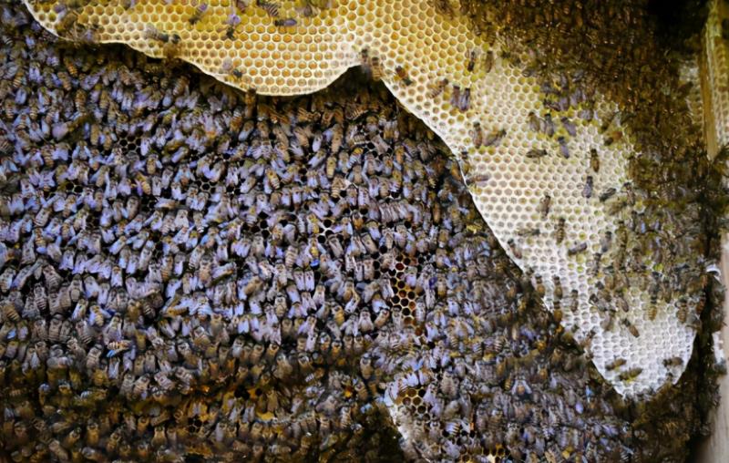 傳統的養蜂方式