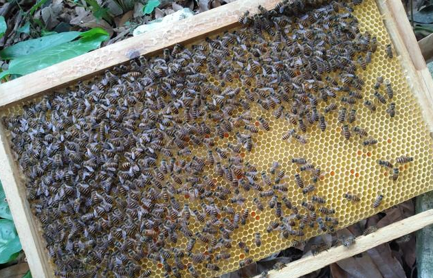 怎樣才能養(yǎng)好中華蜜蜂？