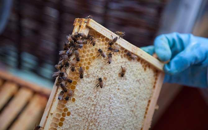 一脾蜂可以秋繁起來(lái)嗎？一脾蜂能繁殖起來(lái)嗎？