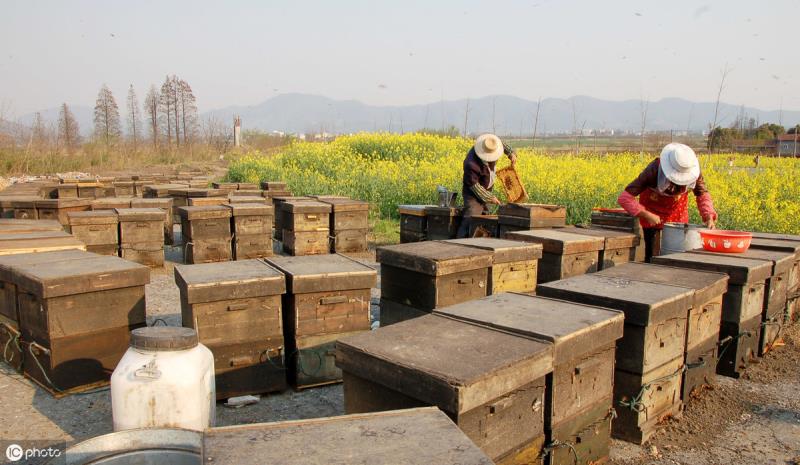 如何養(yǎng)蜜蜂？