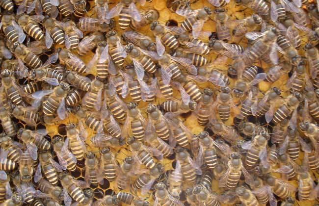 蜜蜂黑蜂病如何防治？