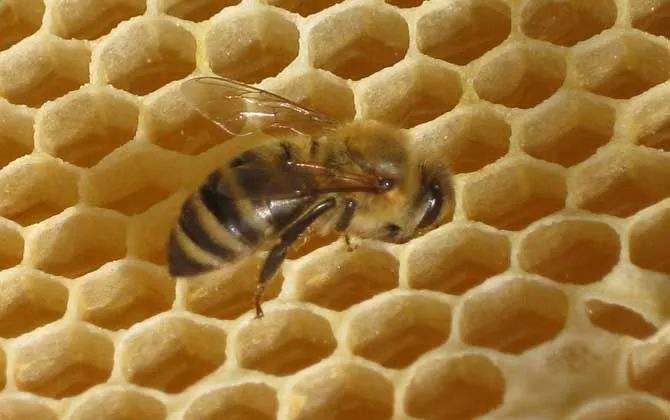 巢蟲在哪個季節最多？