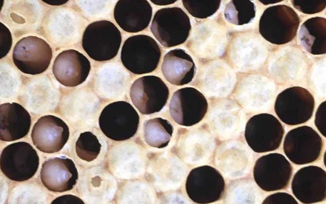 阿壩中蜂易感染什么?。ㄖ蟹湟话銜檬裁床。?></a> </div>
        <div   id=