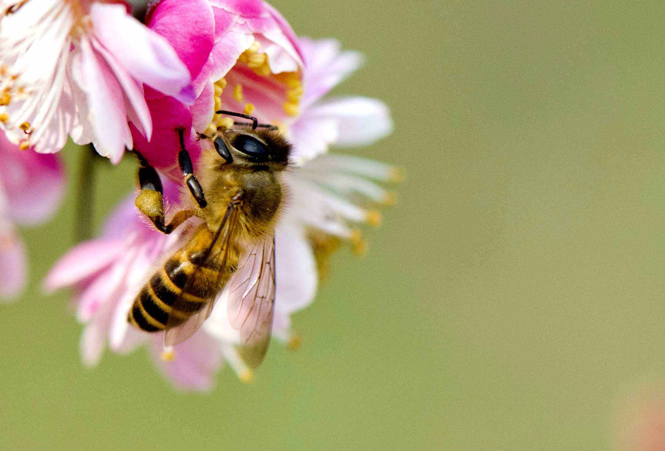 【蜜蜂知識】在自家陽臺如何養好蜜蜂？