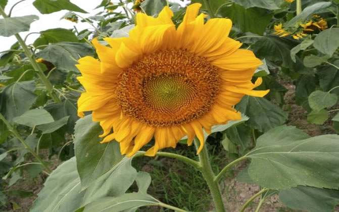 向日葵是什么植物？什么時候開花