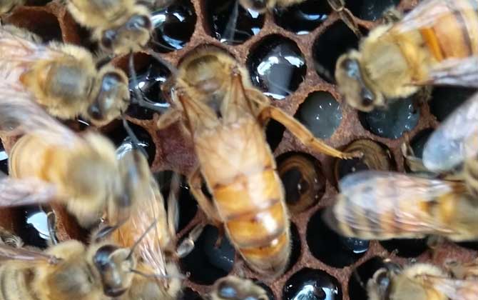 意大利蜜蜂箱能養中華蜜蜂嗎（中標箱和意標箱可以通用么？）