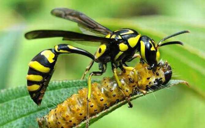 細(xì)腰蜂長什么樣子（細(xì)腰蜂種類及圖片大全）