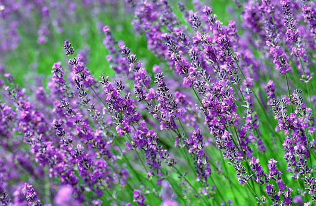 熏衣草什么時候開花（薰衣草開花時間和花期天數(shù)）