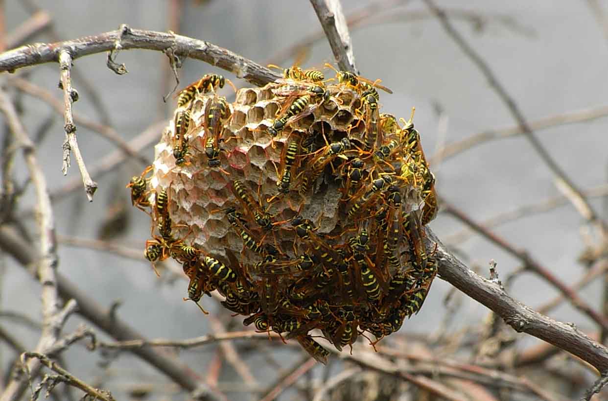 馬蜂窩是用什么做出來的？(馬蜂喜歡在什么地方做窩)