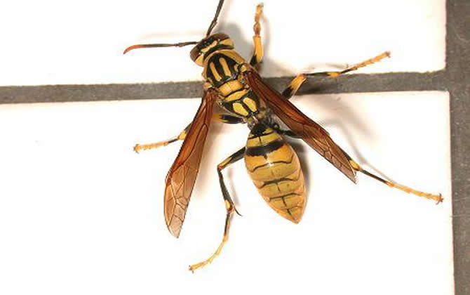 長腳胡蜂的毒性強不強，厲害嗎