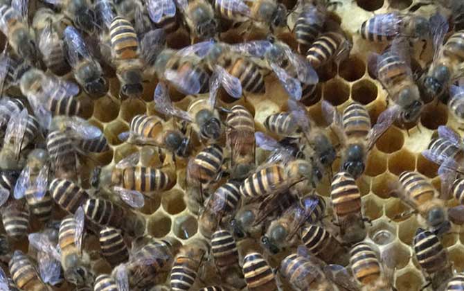 工蜂產(chǎn)卵可以育王嗎（有王群會(huì)工蜂產(chǎn)卵嗎）