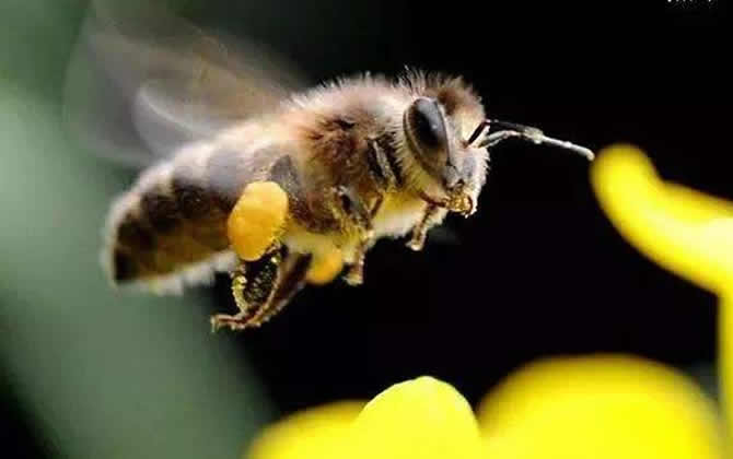 蜜蜂多久出一批工蜂？