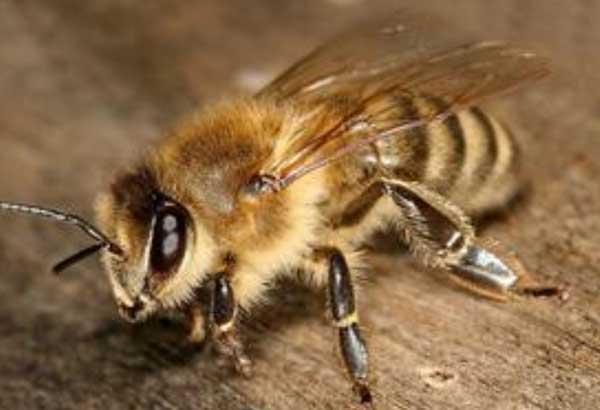 蜜蜂怎么養(yǎng)方法最好（最簡(jiǎn)單養(yǎng)蜜蜂的方法）