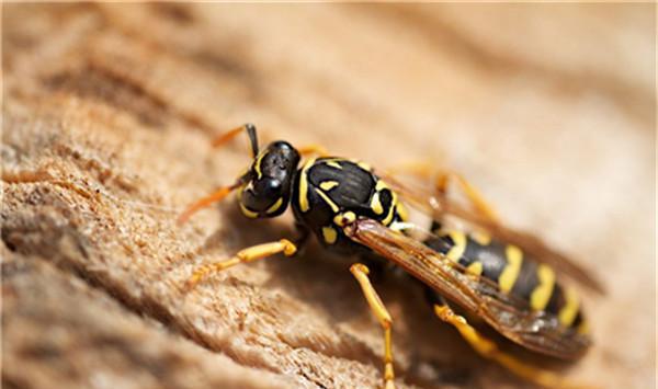 中國毒蜂排名榜(哪些是毒蜂？)