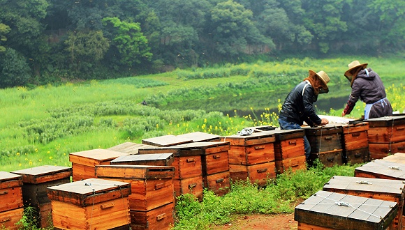 在農村養(yǎng)蜜蜂要花多少錢（農村養(yǎng)蜂成本）