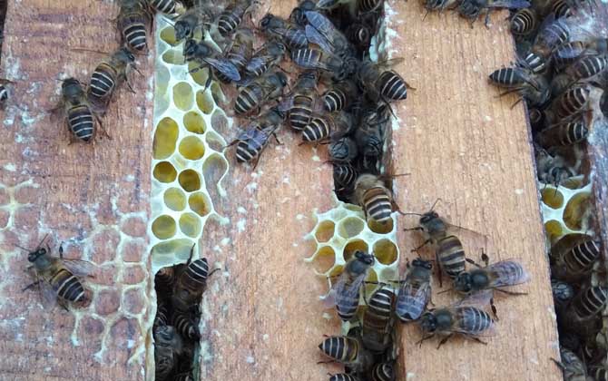 阿壩中蜂雙王群能提高年產(chǎn)量嗎（中蜂雙王群的優(yōu)點(diǎn)和缺點(diǎn)）