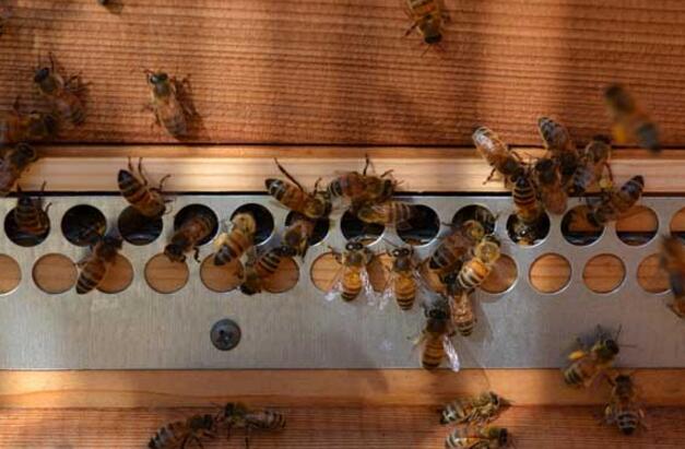 蜜蜂失王晚上的表現(xiàn)（蜜蜂失王會(huì)怎么樣）