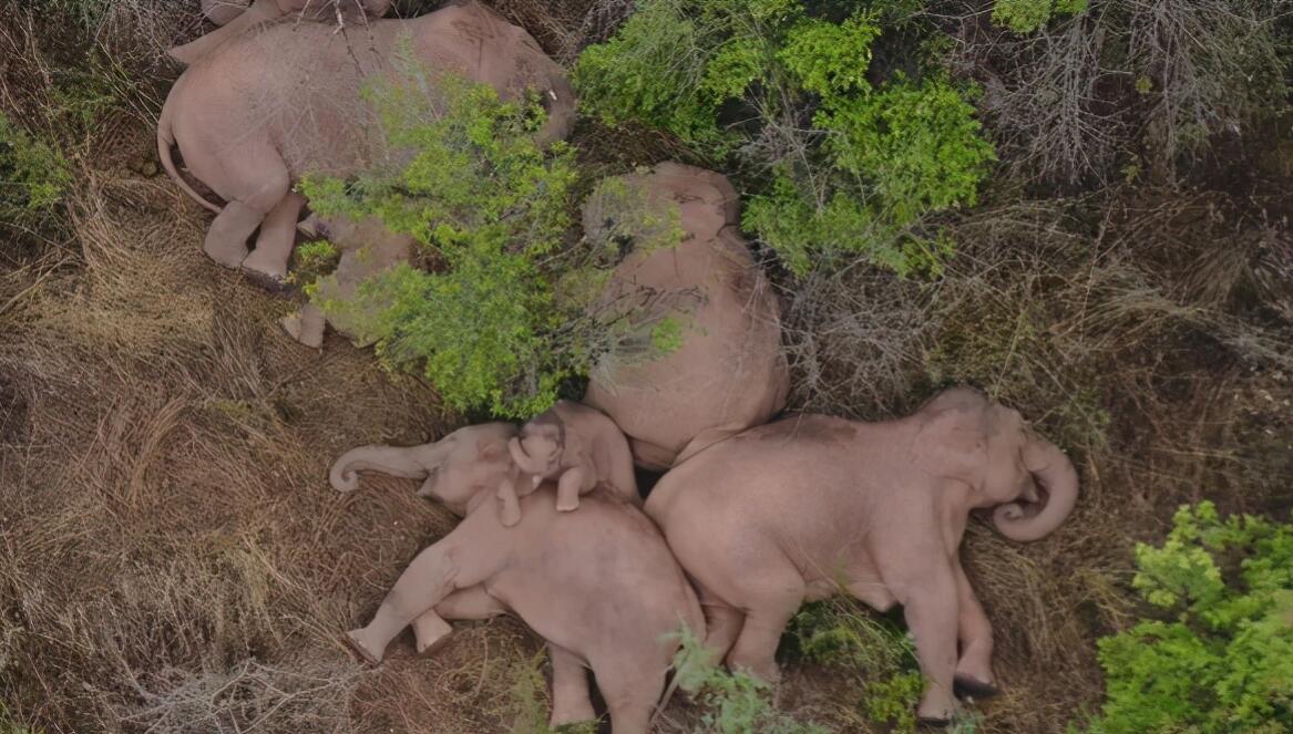 云南發(fā)現(xiàn)極危物種