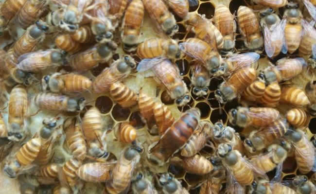 養(yǎng)蜂人如何選購種蜂王？