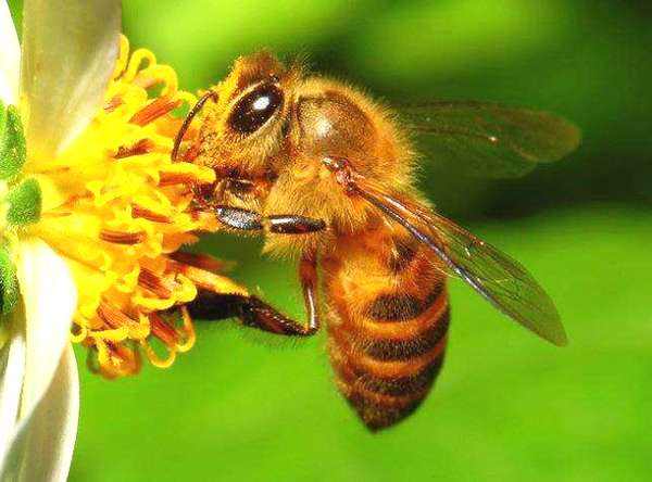 【蜜蜂養(yǎng)殖】蜜蜂的強群標準是怎樣的？