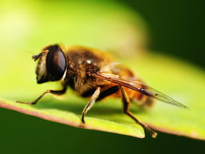 工蜂與蜂王之間是競爭關系嗎（工蜂與蜂王，哪個更重要）