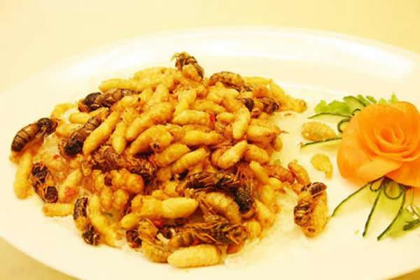 【蜜蜂知識】蜂蛹和蠶蛹的區別