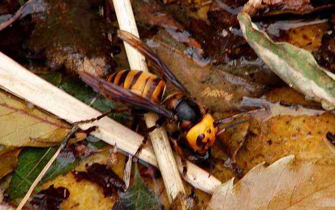 日本大黃蜂的毒性強(qiáng)嗎（中國有日本大黃蜂嗎）