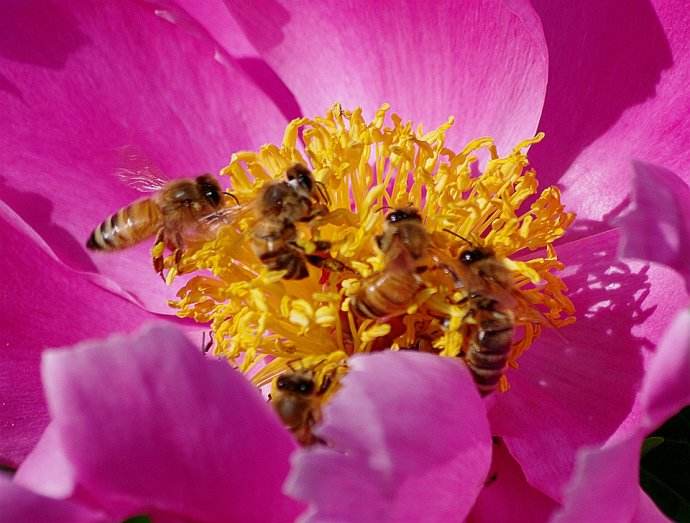 【蜜蜂知識】蜜蜂什么時候分蜂？