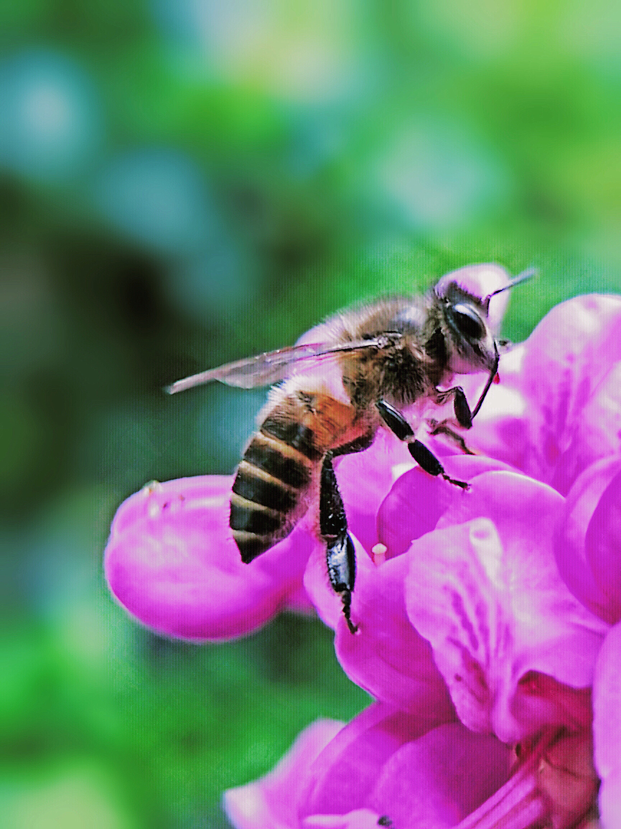 養(yǎng)中蜂的詳細技術(shù)方法（中蜂強群飼養(yǎng)的主要技術(shù)）