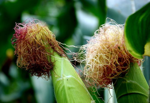 蜜蜂采集玉米花粉有蜜嗎？(玉米產花粉還是花蜜)