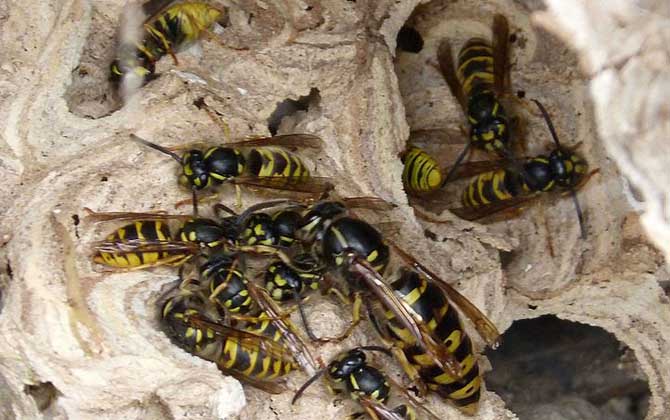 馬蜂蟄了幾個(gè)小時(shí)算安全（黃蜂蟄了怎么消腫止癢）