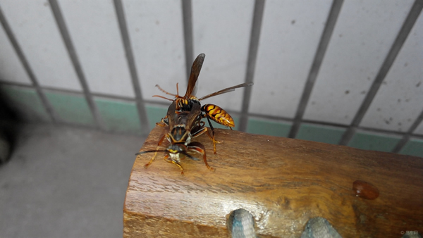 手被馬蜂蜇了怎么辦？幾天消腫？(附帶怎么消腫止痛)