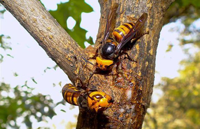 怎樣養(yǎng)殖胡蜂（胡蜂養(yǎng)殖技術）