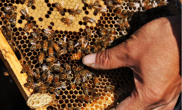 有王臺(tái)沒(méi)有雄蜂怎么辦（有王臺(tái)了什么時(shí)候分蜂）