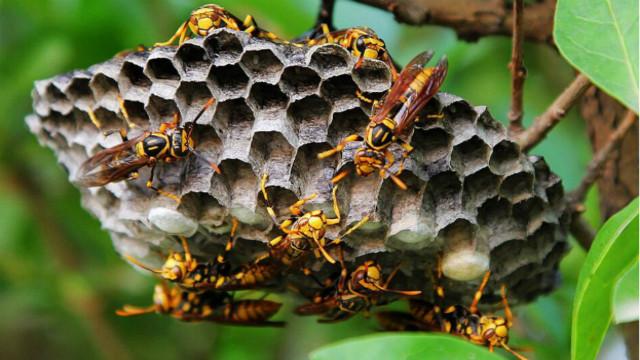 馬蜂窩價格多少錢一斤？