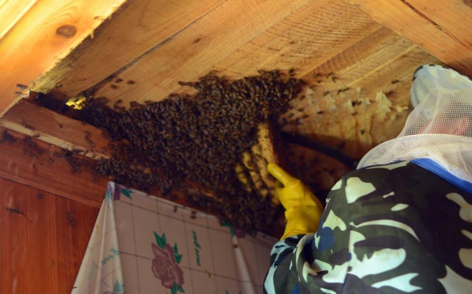 阿壩中蜂分蜂季節是什么時候（中蜂分蜂時間是什么時候）