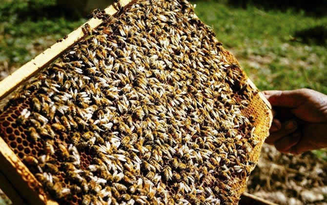 蜂脾關系及脾距的調整