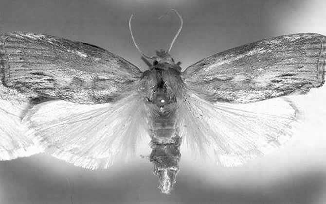 蠟螟誘殺燈怎么制作？