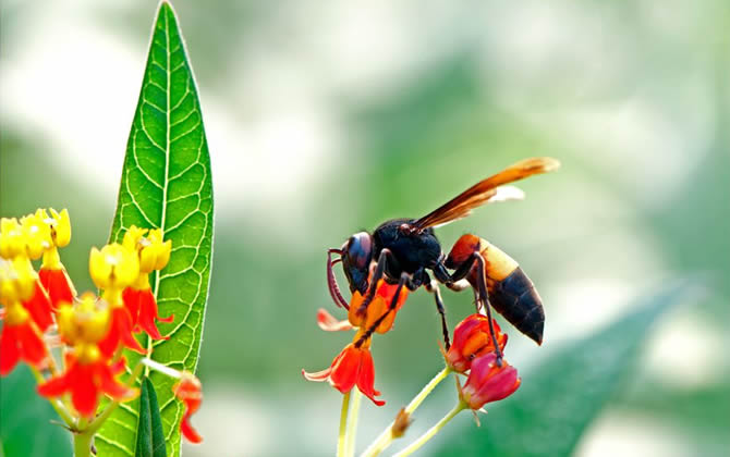 被馬蜂蟄了怎么消腫？