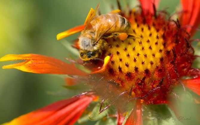 如何制止工蜂產(chǎn)卵？