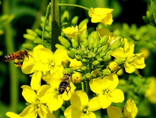 鄉(xiāng)下野外主要蜜源植物有哪些（5種農(nóng)村常見的蜜源植物）
