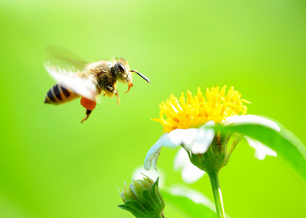 幾只工蜂直接飛進空箱是什么情況（蜜蜂不結(jié)團直接進入空蜂箱，是蜜蜂變懶了嗎）