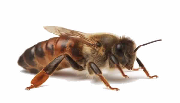 【蜜蜂知識】蜂王的食物有哪些？