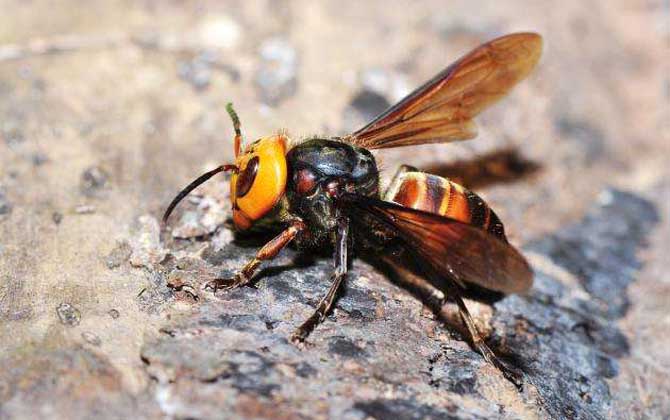 日本大黃蜂和中國(guó)大虎頭蜂誰(shuí)最強(qiáng)（虎頭蜂vs日本大黃蜂誰(shuí)厲害？）