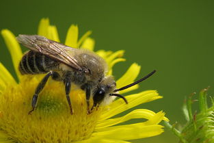 蜂王與工蜂能繁殖后代嗎（蜂王和工蜂同時產卵，這是什么情況）