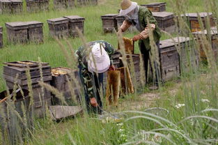 老式木桶養(yǎng)蜂怎么人工分蜂（木桶養(yǎng)蜂，如何進(jìn)行人工分蜂）